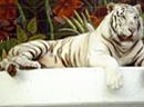Der weisse Tiger Montecore ist gestorben.