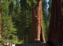 Riesenmammutbäume im Sequoia Nationalpark in Zentral-Kalifornien.