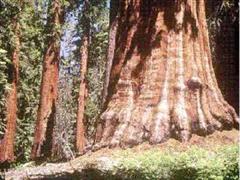 Einige der grössten Bäume der Welt stehen im kalifornischen Sequoia-Nationalpark.