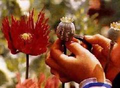 Experten erwarten eine Zunahme um mehr als ein Drittel der Opiumproduktion gegenüber 2006.