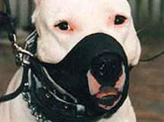 Die Genfer Hundefreunde wehren sich mit einer Petition gegen die im August angekündigte Massnahme.
