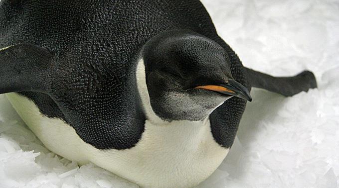 Pinguin Happy Feet wurde in der Nähe der Campbell-Inseln ausgesetzt.