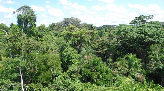 Brasilien ist das Land mit dem grössten zusammenhängenden Regenwald der Erde.