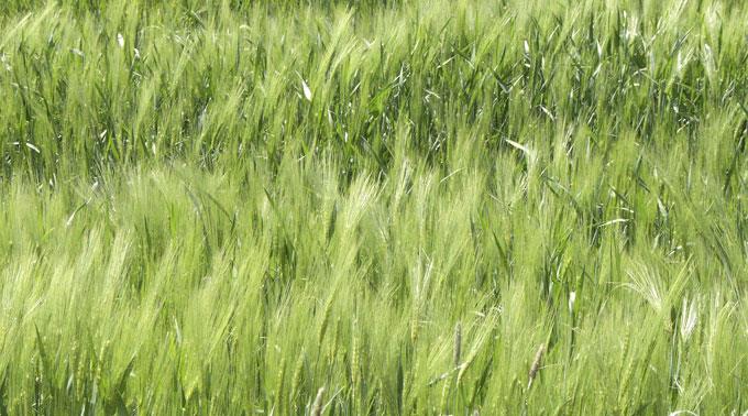 Die Hitze macht den Weizenfeldern zu schaffen.