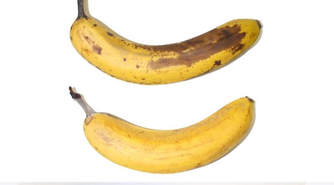 Die untere der 10-Tage-alten Bananen ist von einer Cellulose-Schutzschicht umhüllt.