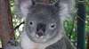 Koala-Männchen täuschen Grösse vor