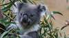 Koalas dürfen hoffen: Erfolgreiche Impfung gegen Chlamydien
